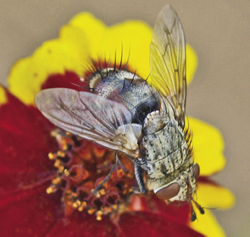 Photograph of adult tachinid fly.